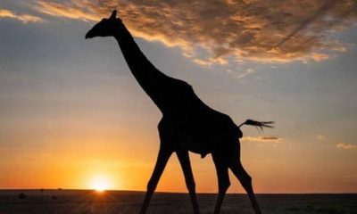 Article feature image