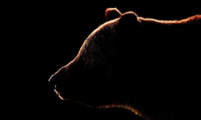 Article feature image