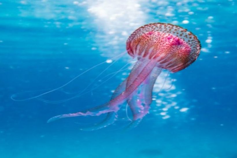 Article feature image