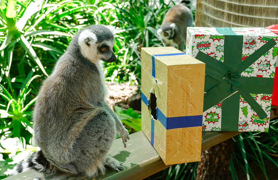 Adelaide Zoo’s animals rip into presents to celebrate the