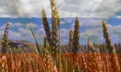 Article feature image