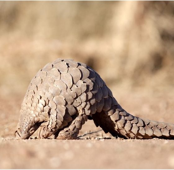 Article feature image