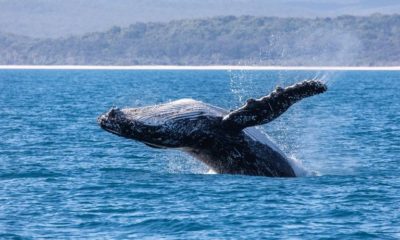 Article feature image