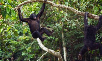 Article feature image