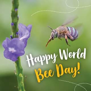 Happy World Bee Day 21 Today We Celebrate The Importance Of Bees And The Mas Katherine Online News