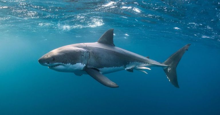 Sharks almost disappeared 19 million years ago and ...