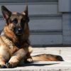 Adorable Photos Of The Biden Dogs, Champ And Major